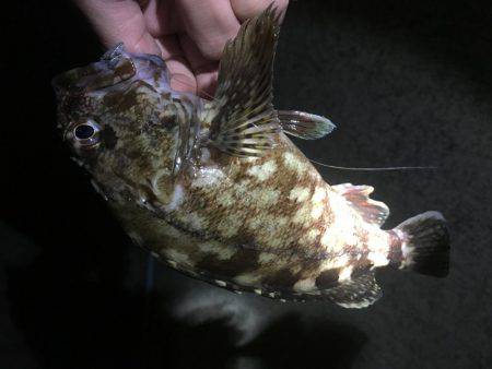 ロックフィッシュ