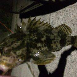 淡路島で、メバリング