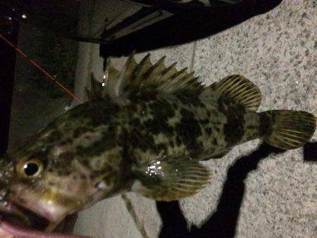 淡路島で、メバリング