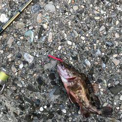 メバル・ガシラ