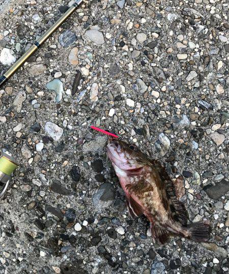 メバル・ガシラ