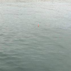 カワハギ、カタクチワシ