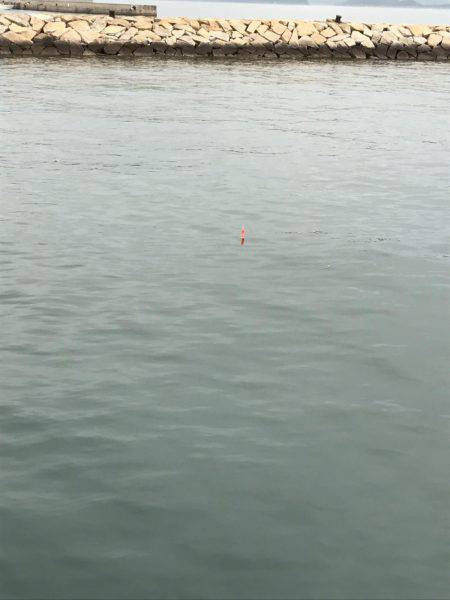 カワハギ、カタクチワシ