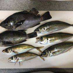 アジからメバル