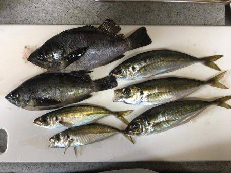 アジからメバル