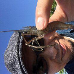 ちょっとだけテナガエビ