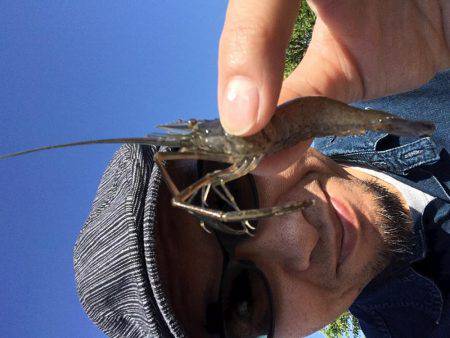 ちょっとだけテナガエビ