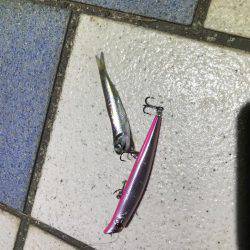 青海南シーバスチャレンジ！新記録ラッシュ！