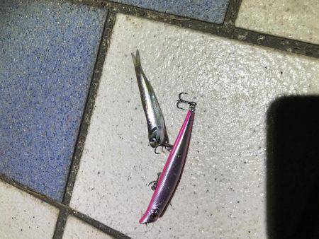 青海南シーバスチャレンジ！新記録ラッシュ！