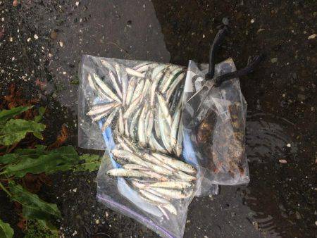 江尻埠頭 イワシとカサゴ