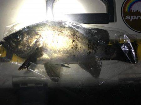 リベンジ釣行っ