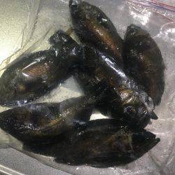 潮のタイミング合いません。。。