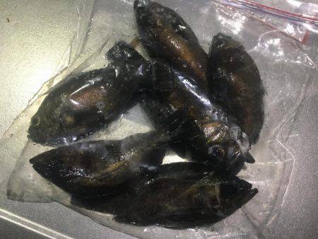 潮のタイミング合いません。。。