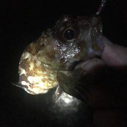 小潮のド干潮…岩屋経由育波行き