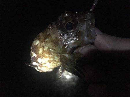 小潮のド干潮…岩屋経由育波行き