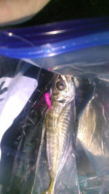 泉佐野コンビナート湾奥