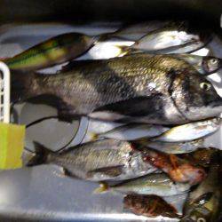 フカセ釣り初挑戦