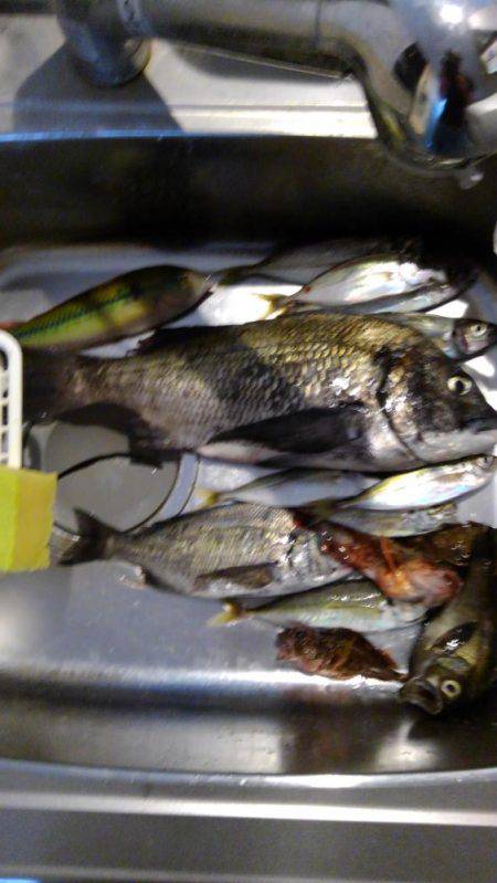 フカセ釣り初挑戦