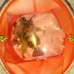 まだまだ楽しめる