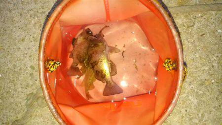 まだまだ楽しめる