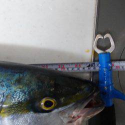 ハマチ・メジロ祭り