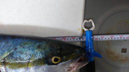 ハマチ・メジロ祭り