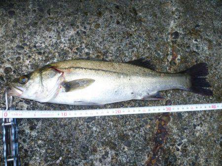 今シーズン初朝練