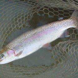 大安トラウトレイク 釣果