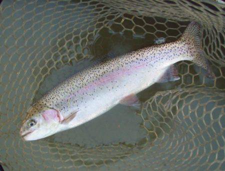 大安トラウトレイク 釣果