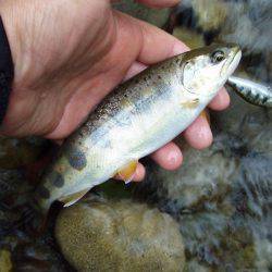 長良川水系でアマゴ釣り