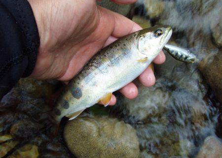長良川水系でアマゴ釣り