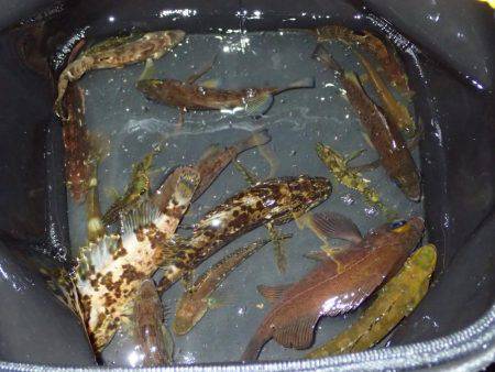 超ライトフィッシュゲーム