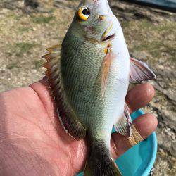 フカセでダツ他色とりどり！