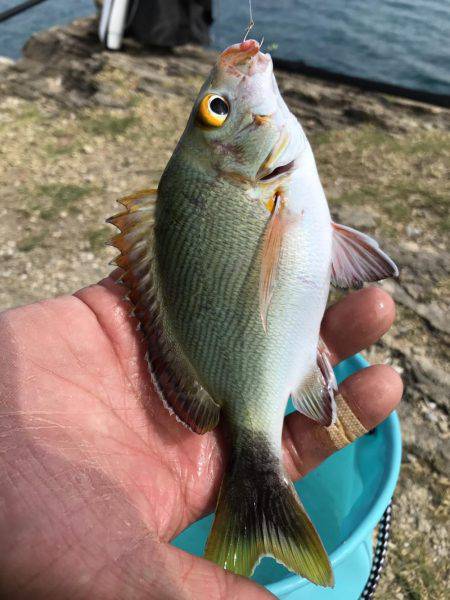 フカセでダツ他色とりどり！