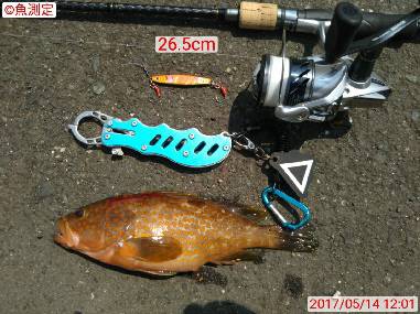 ライトロック調査