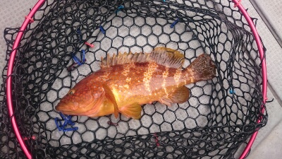 IDATEN(イダテン) 釣果