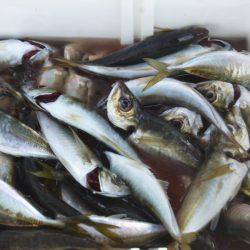 フィッシング太陽 釣果