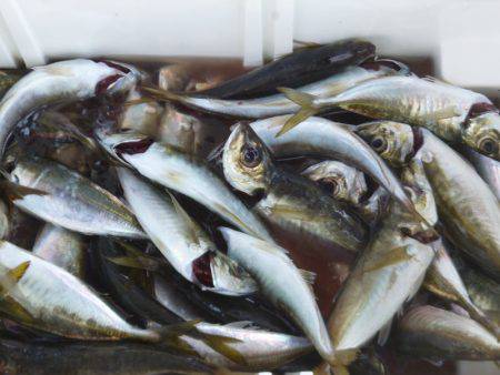 フィッシング太陽 釣果