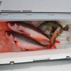 へいみつ丸 釣果