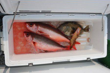 へいみつ丸 釣果