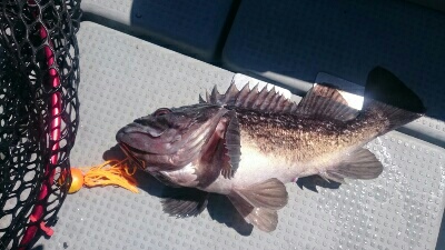 IDATEN（イダテン） 釣果