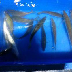 釣り船武蔵 釣果