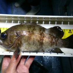 釣り船武蔵 釣果