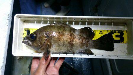 釣り船武蔵 釣果