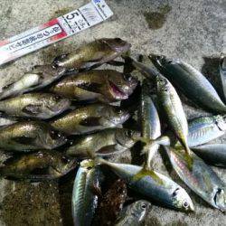 釣り船武蔵 釣果