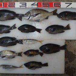 のとじま臨海公園海づりセンター 釣果