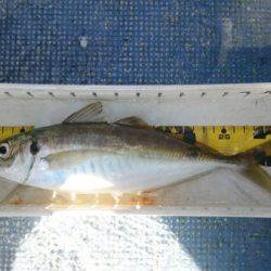 釣り船武蔵 釣果