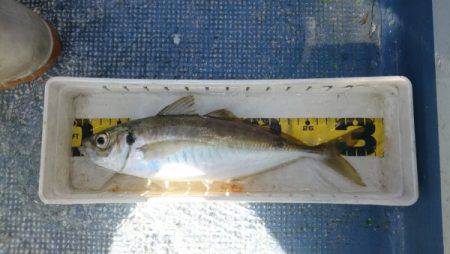 釣り船武蔵 釣果