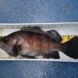 釣り船武蔵 釣果