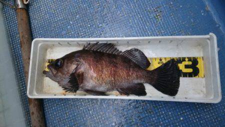 釣り船武蔵 釣果